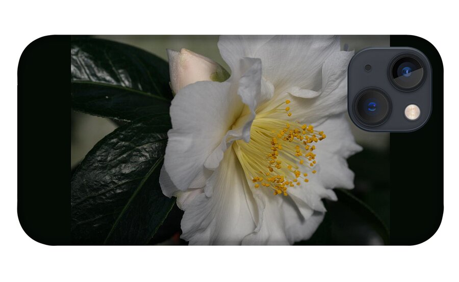 April Snow Camellia iPhone 13 Case featuring the photograph April Snow Sonata by Tammy Pool