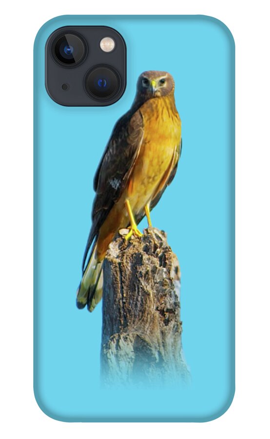 Northern Harrier iPhone 13 Case featuring the photograph Northern Harrier Hawk by Mark Andrew Thomas