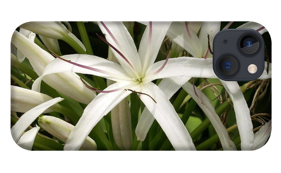 Flower iPhone 13 Case featuring the photograph Asiatic Poison Lily by Amy Fose