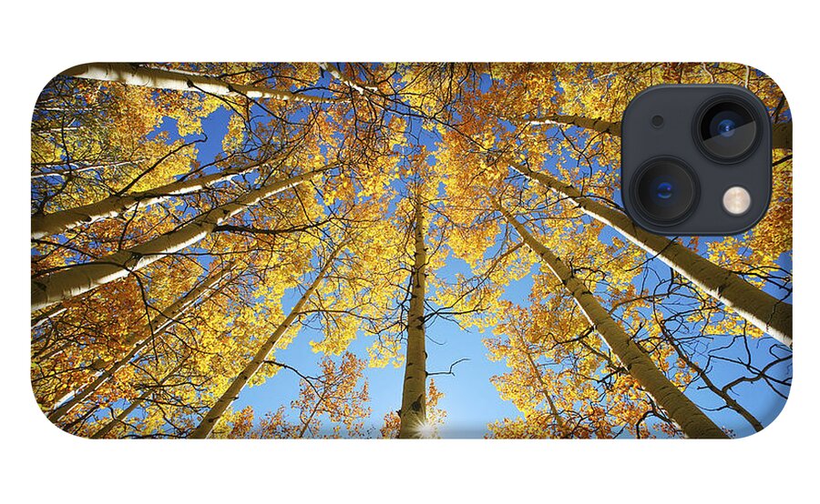 Aspen iPhone 13 Case featuring the photograph Aspen Tree Canopy 2 by Ron Dahlquist - Printscapes