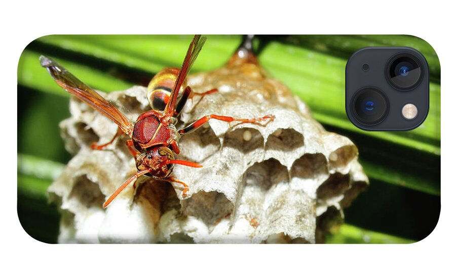 Australian Papper Wasp iPhone 13 Case featuring the photograph Australian Papper Wasp 772 by Kevin Chippindall