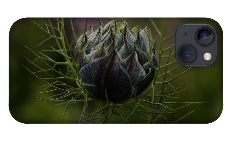 Dreamer By Design Photography iPhone 13 Case featuring the photograph Awaiting Bloom by Kami McKeon