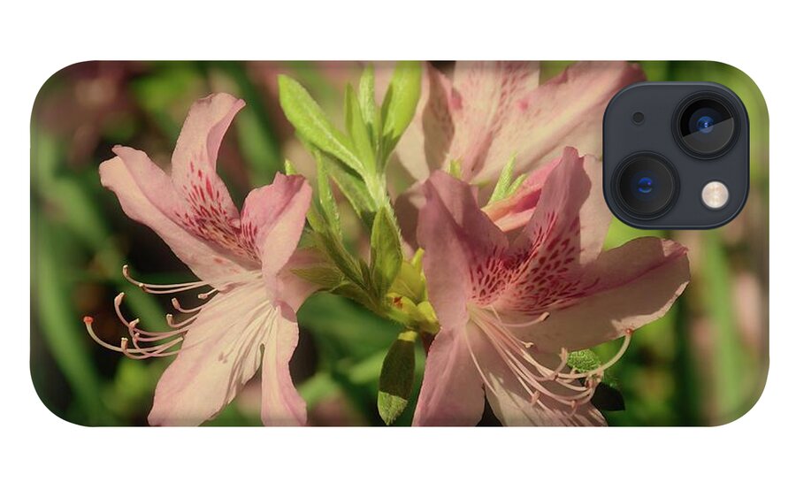 Azaleas iPhone 13 Case featuring the photograph Azaleas Playing In The Sun by Angie Tirado