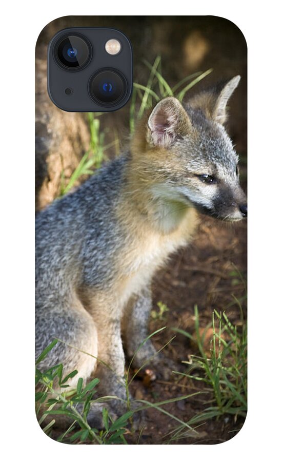 Baby Gray Fox iPhone 13 Case featuring the photograph Baby Gray Fox Resting on Bluff Side by Michael Dougherty