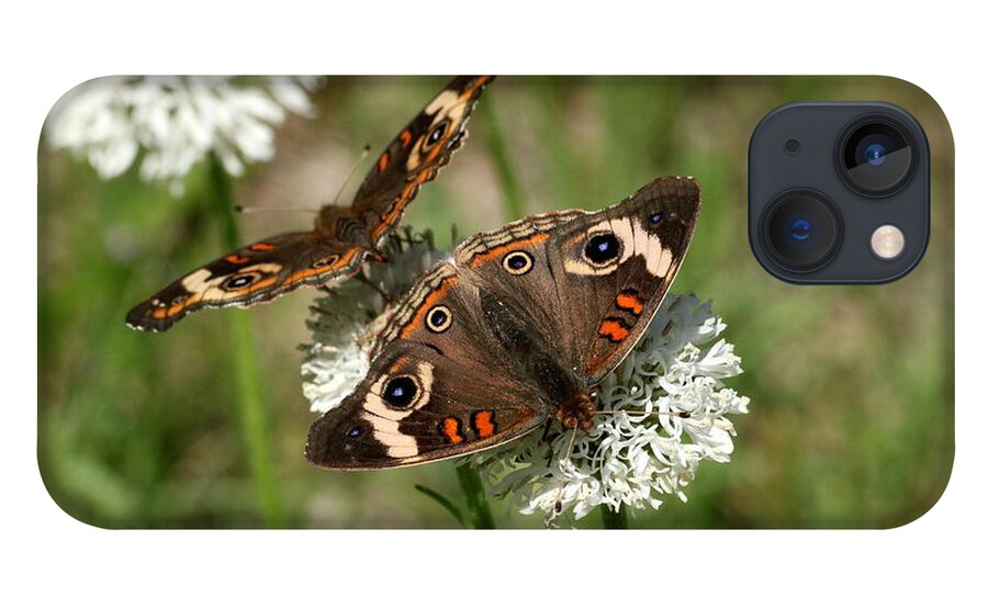 Nature iPhone 13 Case featuring the photograph Back to Back Butterflies by Sheila Brown