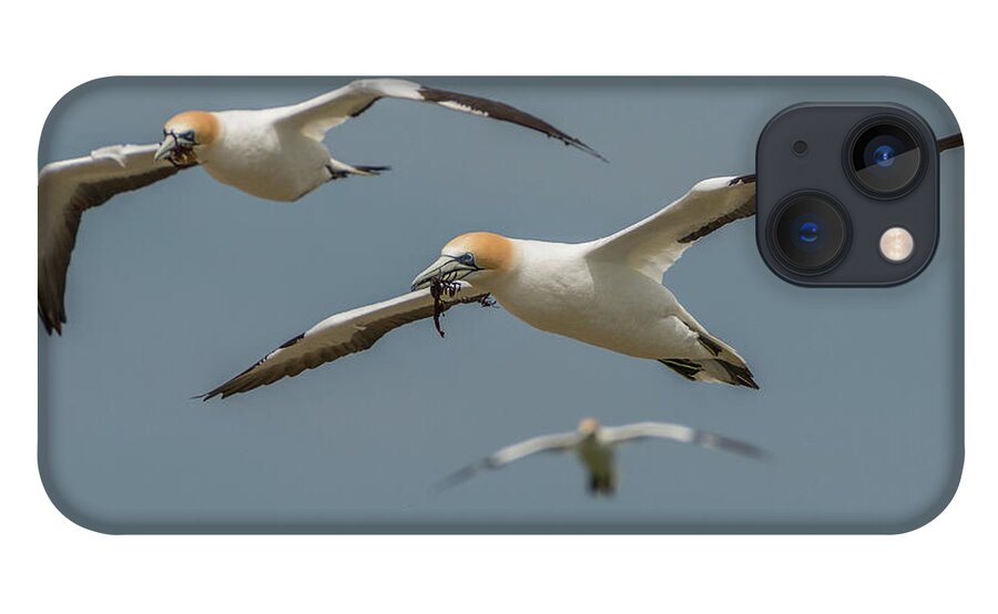 Bird iPhone 13 Case featuring the photograph Back to the Colony by Werner Padarin
