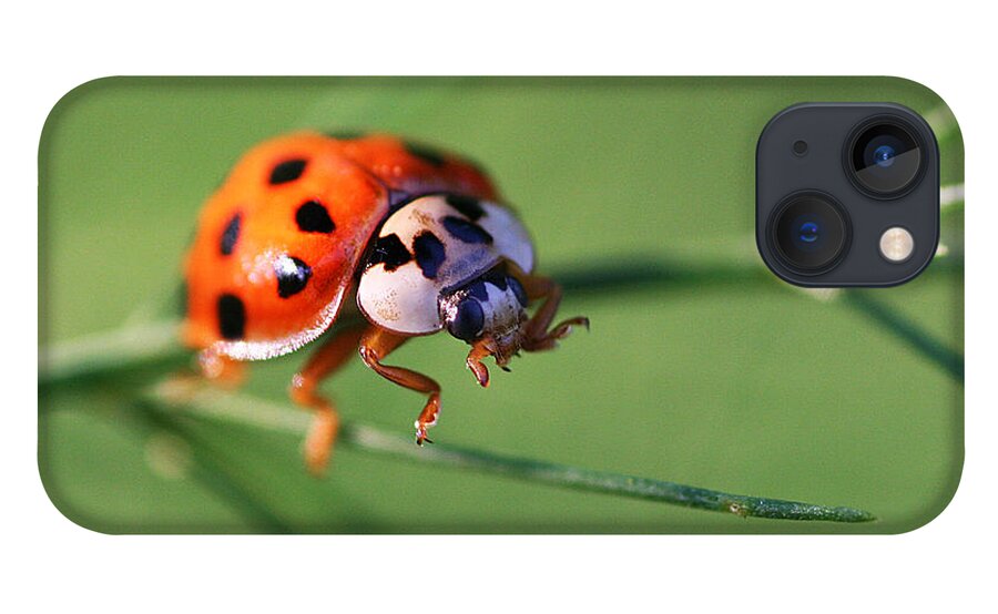 Ladybug Insect Bug iPhone 13 Case featuring the photograph Balancing Act by William Selander