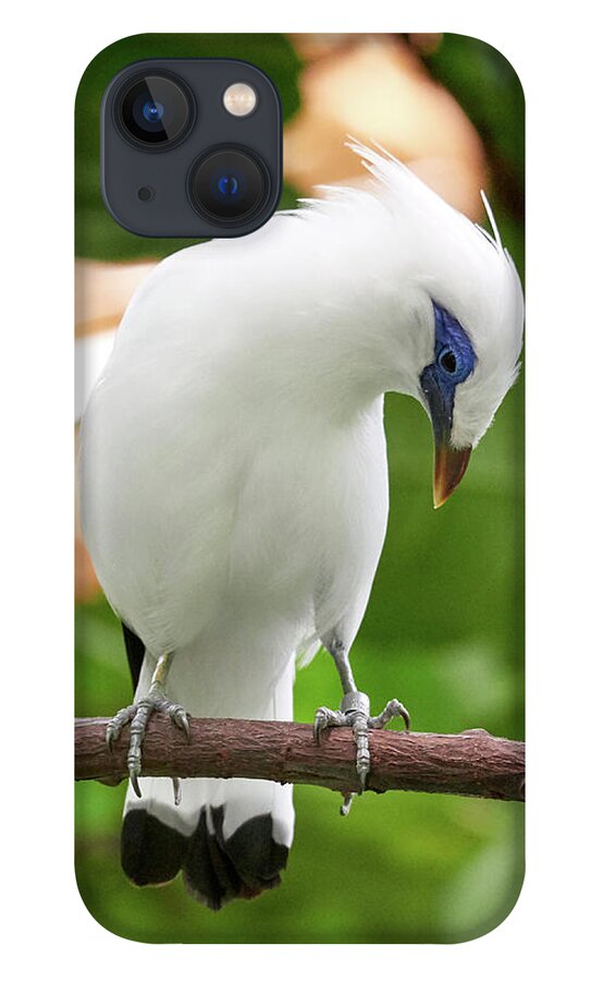 Bali Starling iPhone 13 Case featuring the photograph Bali Starling at Berlin Zoo by Jouko Lehto