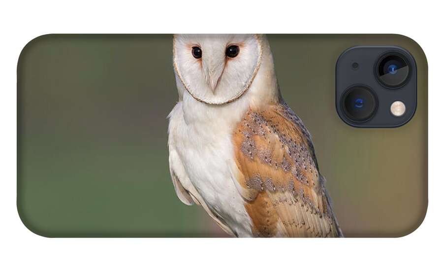 Barn iPhone 13 Case featuring the photograph Barn Owl Perched by Pete Walkden