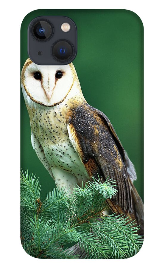 Mp iPhone 13 Case featuring the photograph Barn Owl Tyto Alba Portrait, Hudson by Tom Vezo