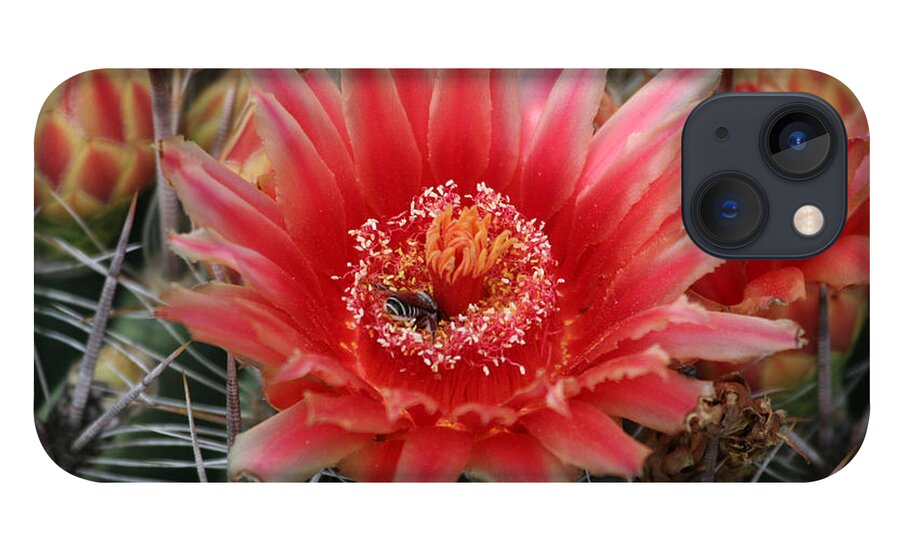 Barrel Cactus Flower iPhone 13 Case featuring the photograph Barrel Cactus Flower by Tom Janca