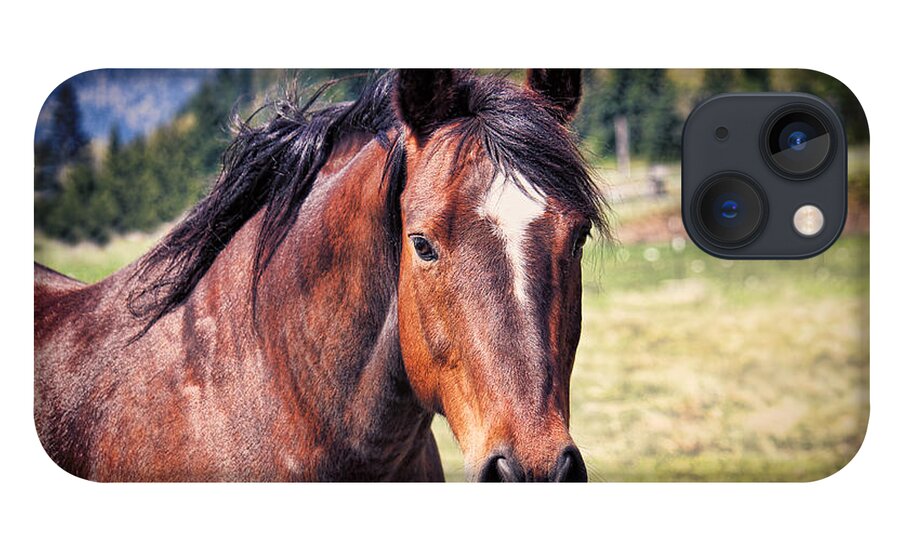 Horse iPhone 13 Case featuring the photograph Beautiful Bay Horse In Pasture by Tracie Schiebel