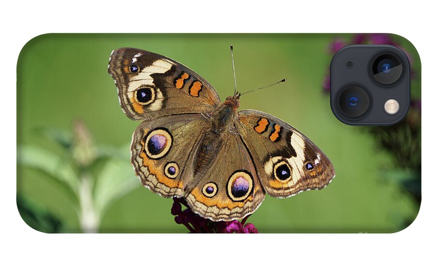 Butterfly iPhone 13 Case featuring the photograph Beautiful Buckeye Butterfly by Robert E Alter Reflections of Infinity