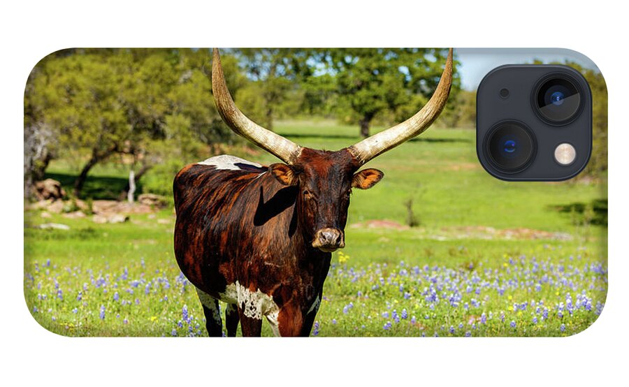 African Breed iPhone 13 Case featuring the photograph Beautiful longhorn bull by Raul Rodriguez