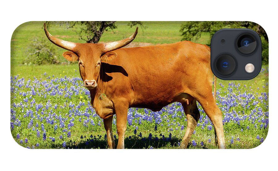 African Breed iPhone 13 Case featuring the photograph Beautiful longhorn cow by Raul Rodriguez