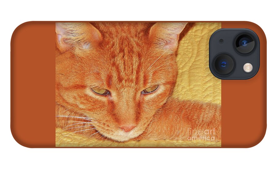 Cat iPhone 13 Case featuring the photograph Beauty Of A cat by Jan Gelders