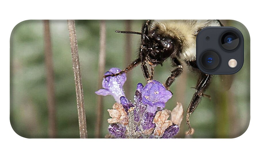 Bee iPhone 13 Case featuring the photograph Bee lands on lavender by Len Romanick