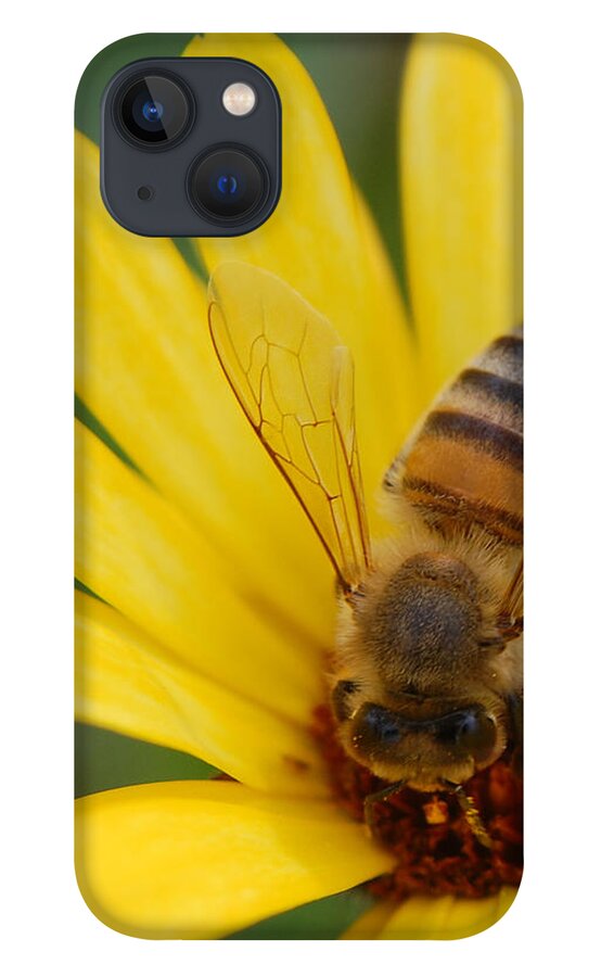 Bee iPhone 13 Case featuring the photograph Bee on flower by Amy Fose