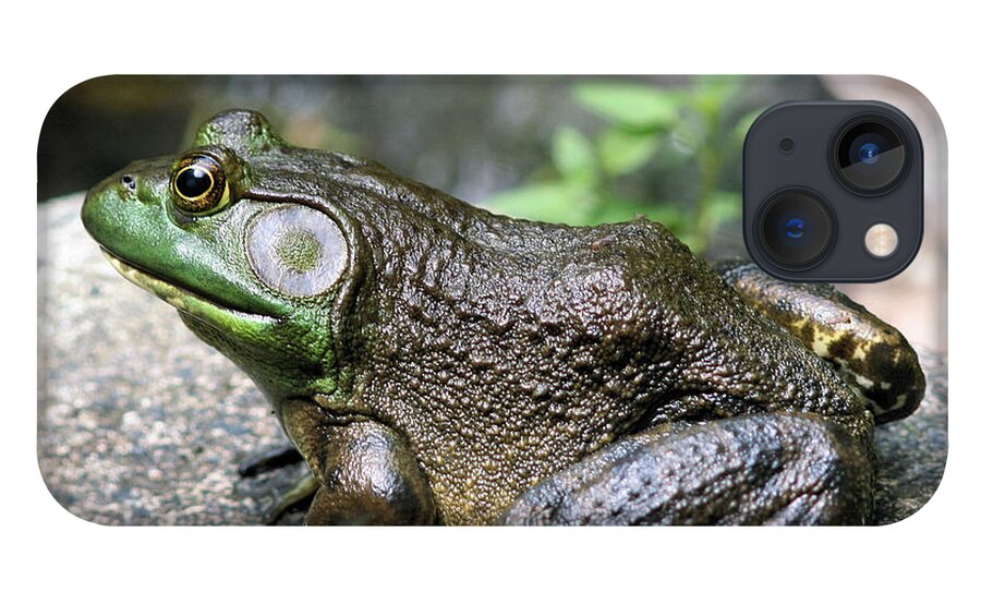 Big Old Bullfrog IPhone 13 Case, Big American Bullfrog