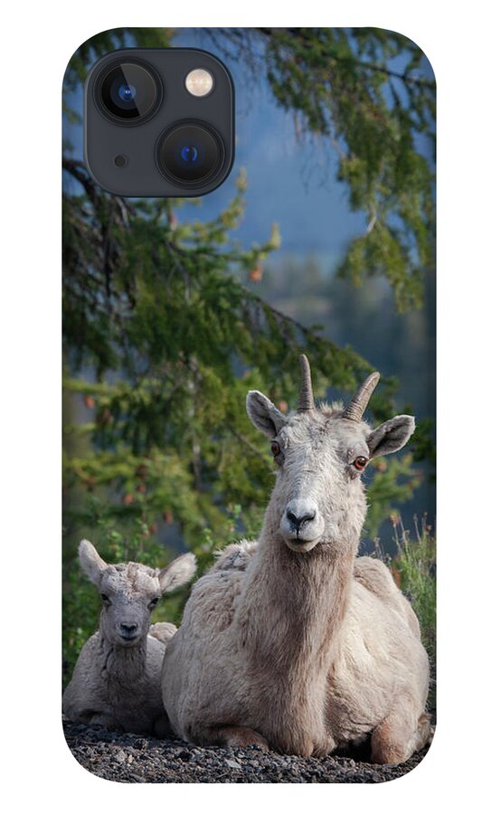 Mark Miller Photos iPhone 13 Case featuring the photograph Bighorn Sheep Family by Mark Miller