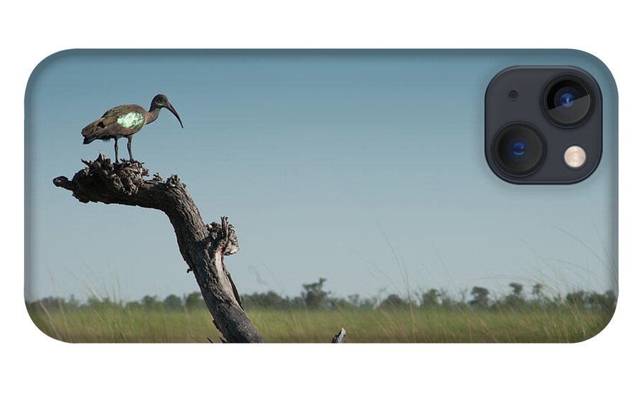 Africa iPhone 13 Case featuring the photograph Bird by Adele Aron Greenspun
