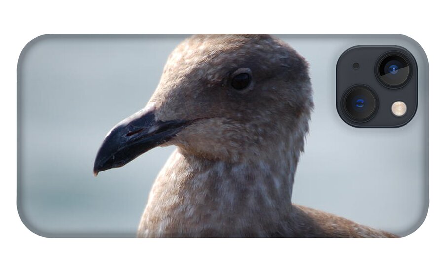 California Gull iPhone 13 Case featuring the photograph Bird portrait by Maria Aduke Alabi