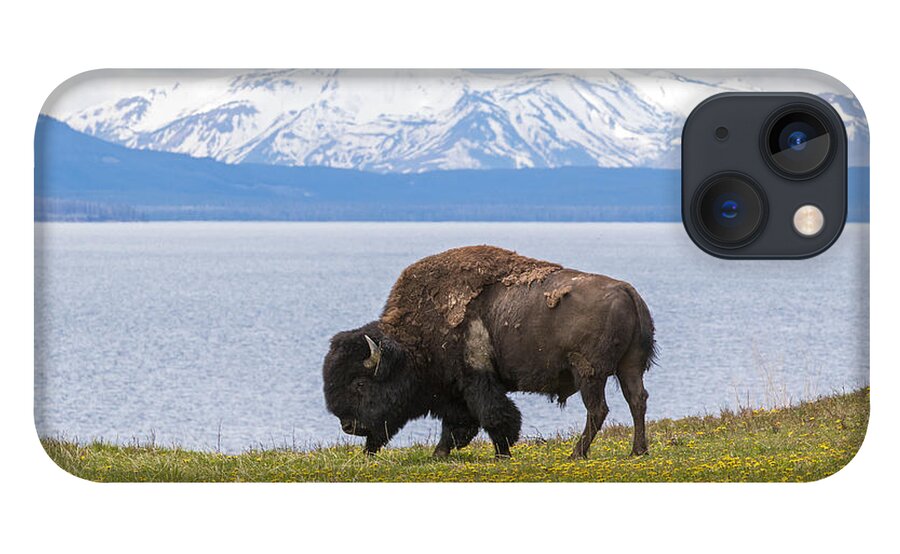 American Bison iPhone 13 Case featuring the photograph Bison at the Lake by Max Waugh