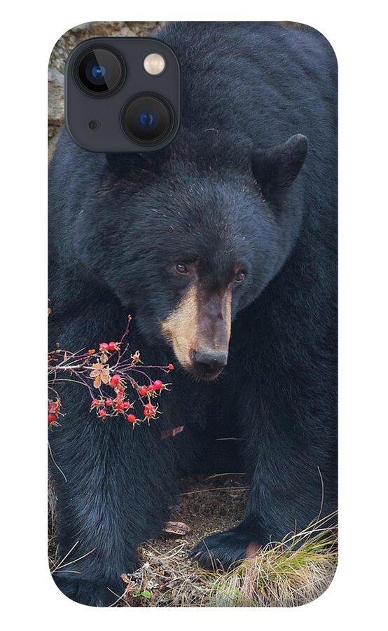 Mark Miller Photos iPhone 13 Case featuring the photograph Black Bear in Fall Eating Berries, Yellowstone National Park by Mark Miller