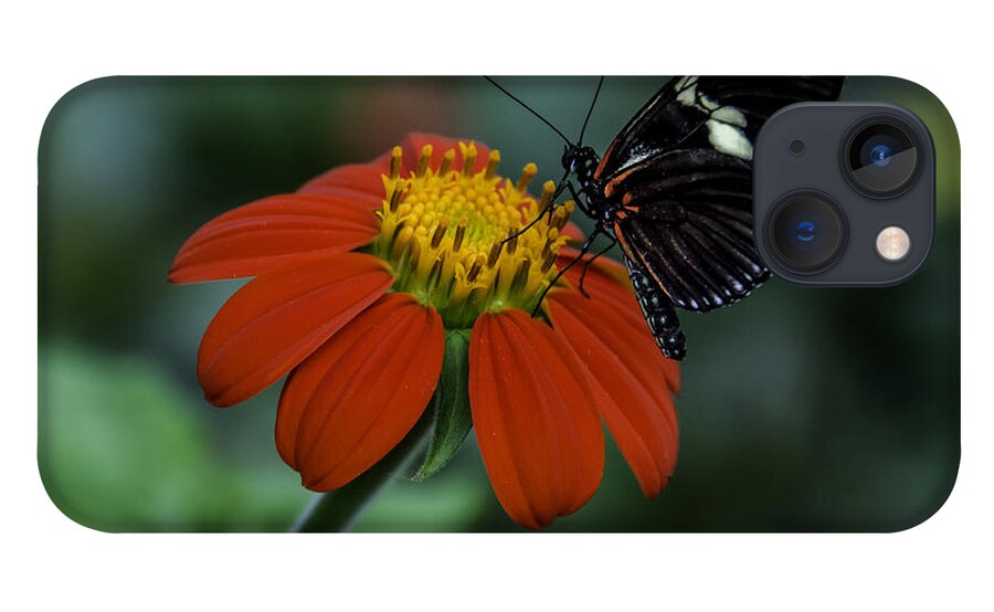 Black iPhone 13 Case featuring the photograph Black Butterfly on Orange Flower by WAZgriffin Digital
