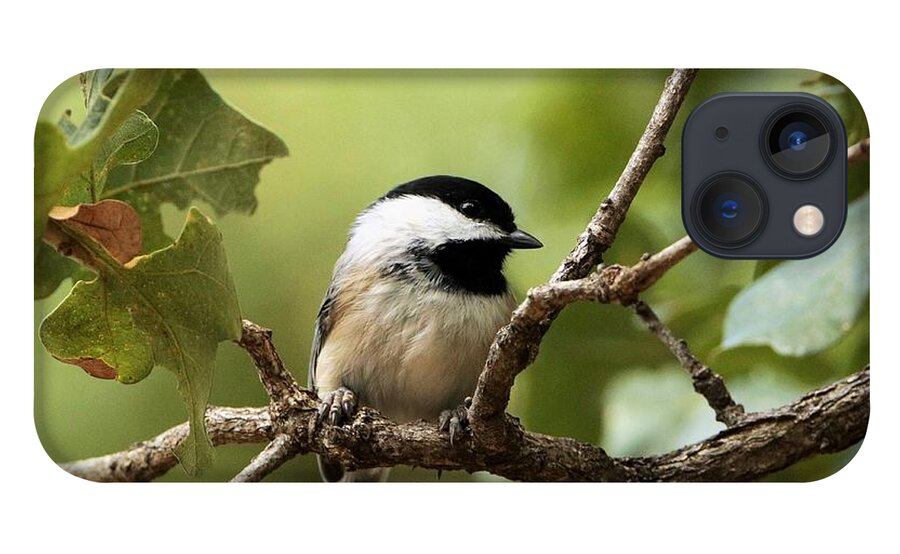 Nature iPhone 13 Case featuring the photograph Black Capped Chickadee on Branch by Sheila Brown