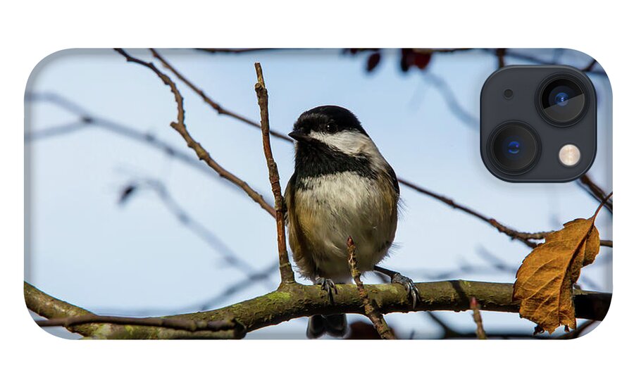 Bird iPhone 13 Case featuring the digital art Black Capped Chickadee by Birdly Canada