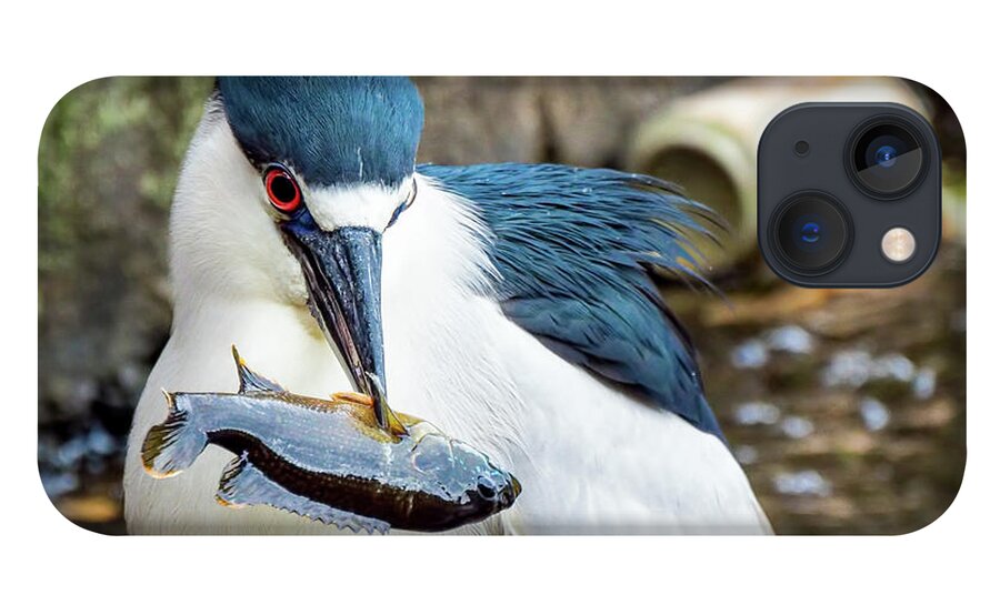 Heron iPhone 13 Case featuring the photograph Black crowned night heron enjoying a fish by Sam Rino