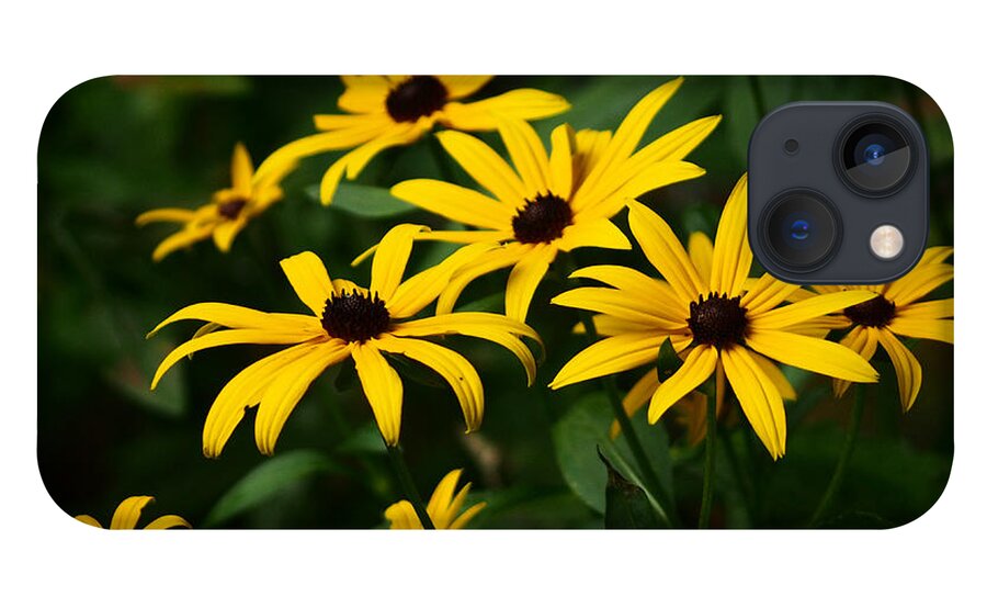 Black Eyed Susans In The Garden Shadows iPhone 13 Case featuring the photograph Black Eyed Susans In The Garden Shadows by Dorothy Lee