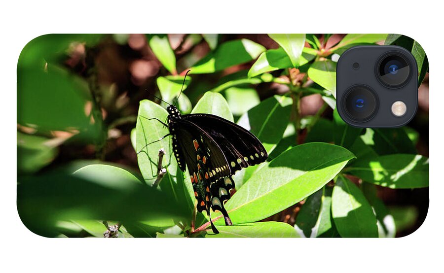 Butterfly iPhone 13 Case featuring the photograph Black Swallowtail Butterfly by Natural Vista Photography - Matt Sexton