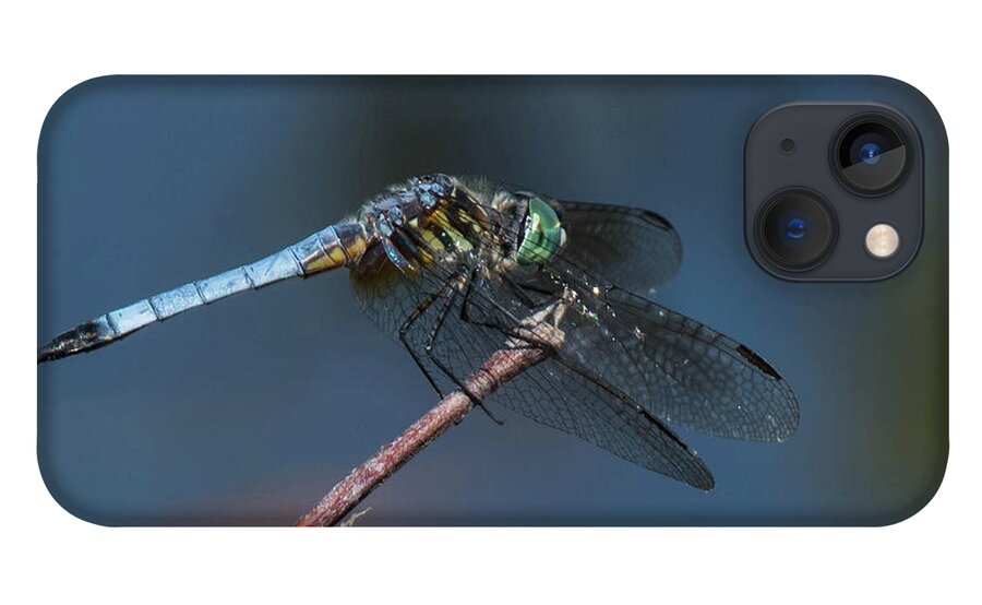 Insect iPhone 13 Case featuring the photograph Blue Dasher by Jody Partin