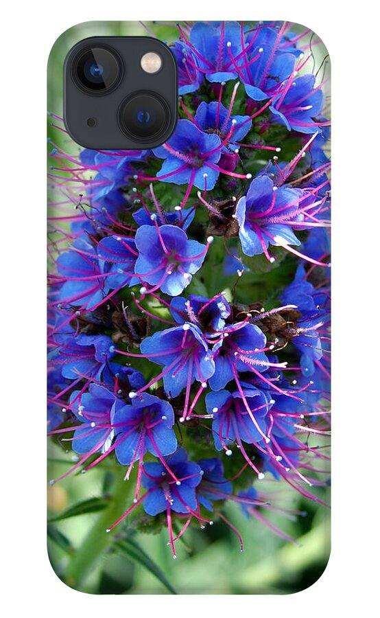 Flower iPhone 13 Case featuring the photograph Blue Flowers by Amy Fose