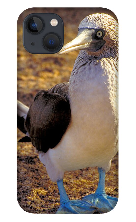 Blue iPhone 13 Case featuring the photograph Blue-Footed Booby by Ted Keller