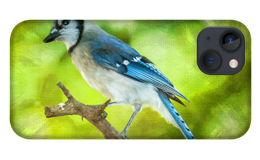 Bird iPhone 13 Case featuring the photograph Blue Jay by Cathy Kovarik
