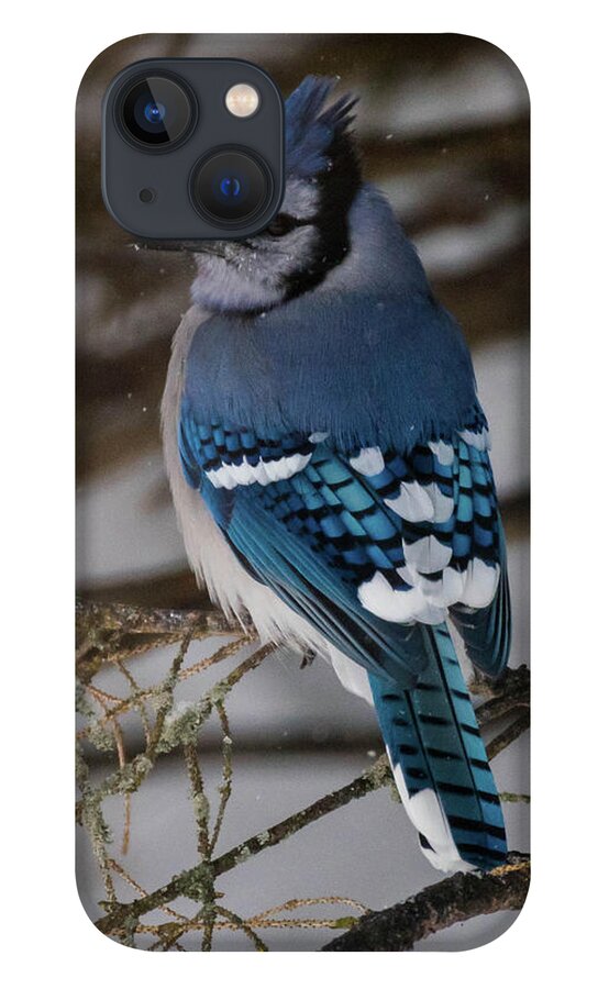 Bird iPhone 13 Case featuring the photograph Blue Jay by Jody Partin