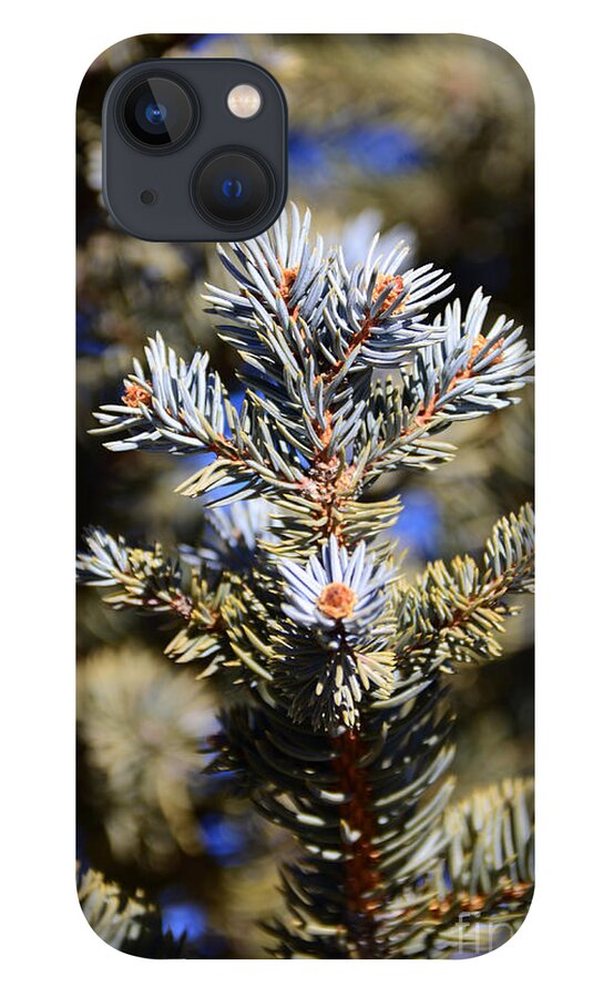  Yellow iPhone 13 Case featuring the photograph Blue needles by Robert WK Clark