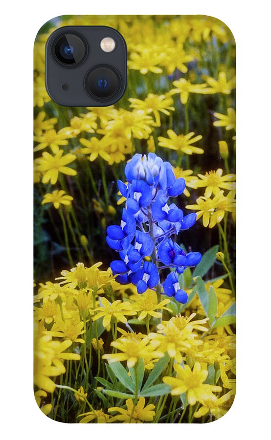 Lady Bird Johnson Wildflower Center iPhone 13 Case featuring the photograph Blue on Yellow by Bob Phillips