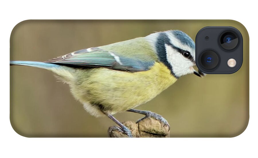  iPhone 13 Case featuring the photograph Blue Tit by Baggieoldboy