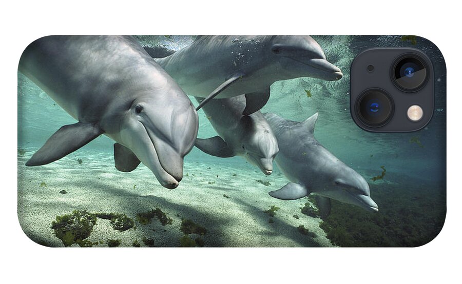 00082400 iPhone 13 Case featuring the photograph Four Bottlenose Dolphins Hawaii by Flip Nicklin