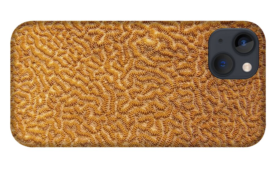 Texture iPhone 13 Case featuring the photograph Brain Coral 47 by Michael Fryd