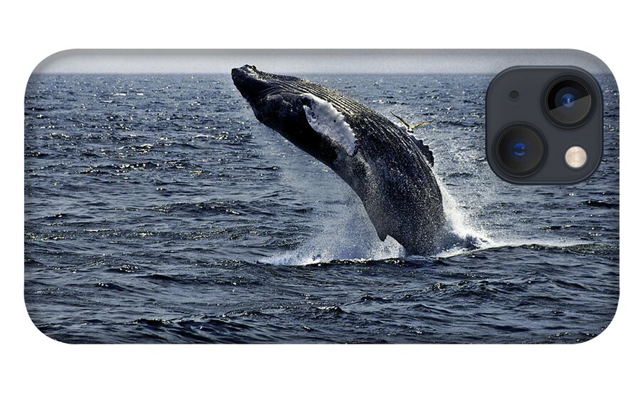 Breaching iPhone 13 Case featuring the photograph Breaching Humpback Whale in the Deep Blue Sea, Gloucester, ME, Atlantic Ocean by Michael Bessler
