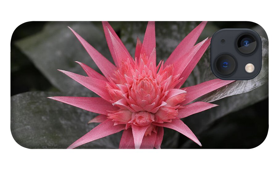 Spiky iPhone 13 Case featuring the photograph Bromeliad by Tammy Pool