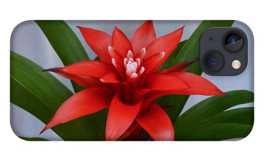 Bromeliad iPhone 13 Case featuring the photograph Bromeliad by Terence Davis