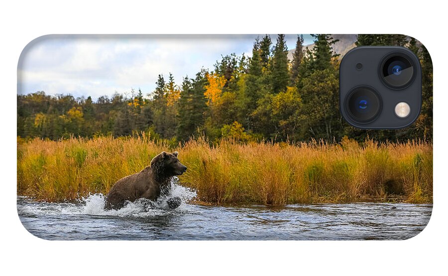 Sam Amato iPhone 13 Case featuring the photograph Brown Bear Chasing Fish by Sam Amato