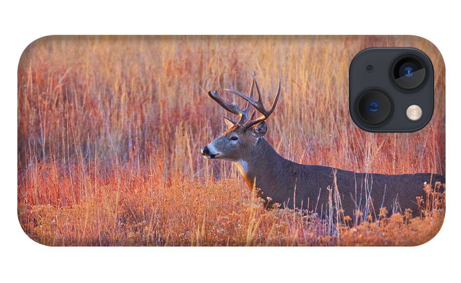 Colorado iPhone 13 Case featuring the photograph Buck Deer In Morning Sunlight by John De Bord