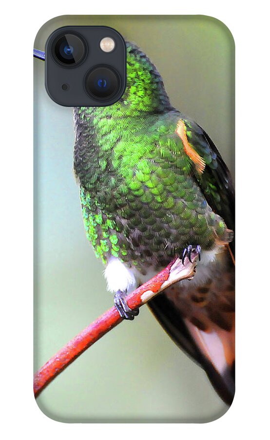 Buff iPhone 13 Case featuring the photograph Buff Hummingbird by Ted Keller